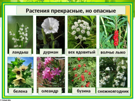 ОСТОРОЖНО! РАСТЕНИЯ МОГУТ БЫТЬ ЯДОВИТЫМИ ОСТОРОЖНО! РАСТЕНИЯ МОГУТ БЫТЬ ЯДОВИТЫМИ.