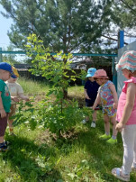 День Природы в детском саду День Природы в детском саду.