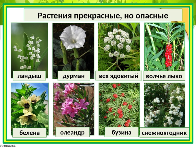 ОСТОРОЖНО! РАСТЕНИЯ МОГУТ БЫТЬ ЯДОВИТЫМИ ОСТОРОЖНО! РАСТЕНИЯ МОГУТ БЫТЬ ЯДОВИТЫМИ.