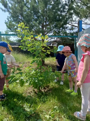 День Природы в детском саду День Природы в детском саду.